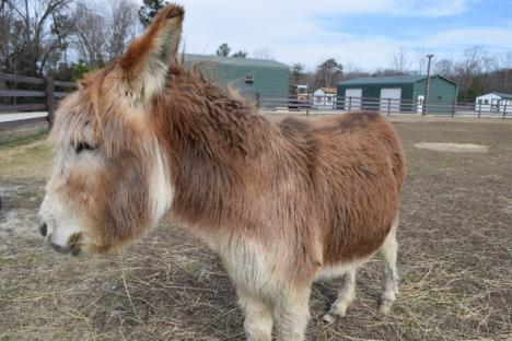 贝蒂娃娃-狐狸电线农场的迷你驴