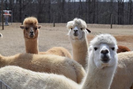 狐狸电线农场的羊驼